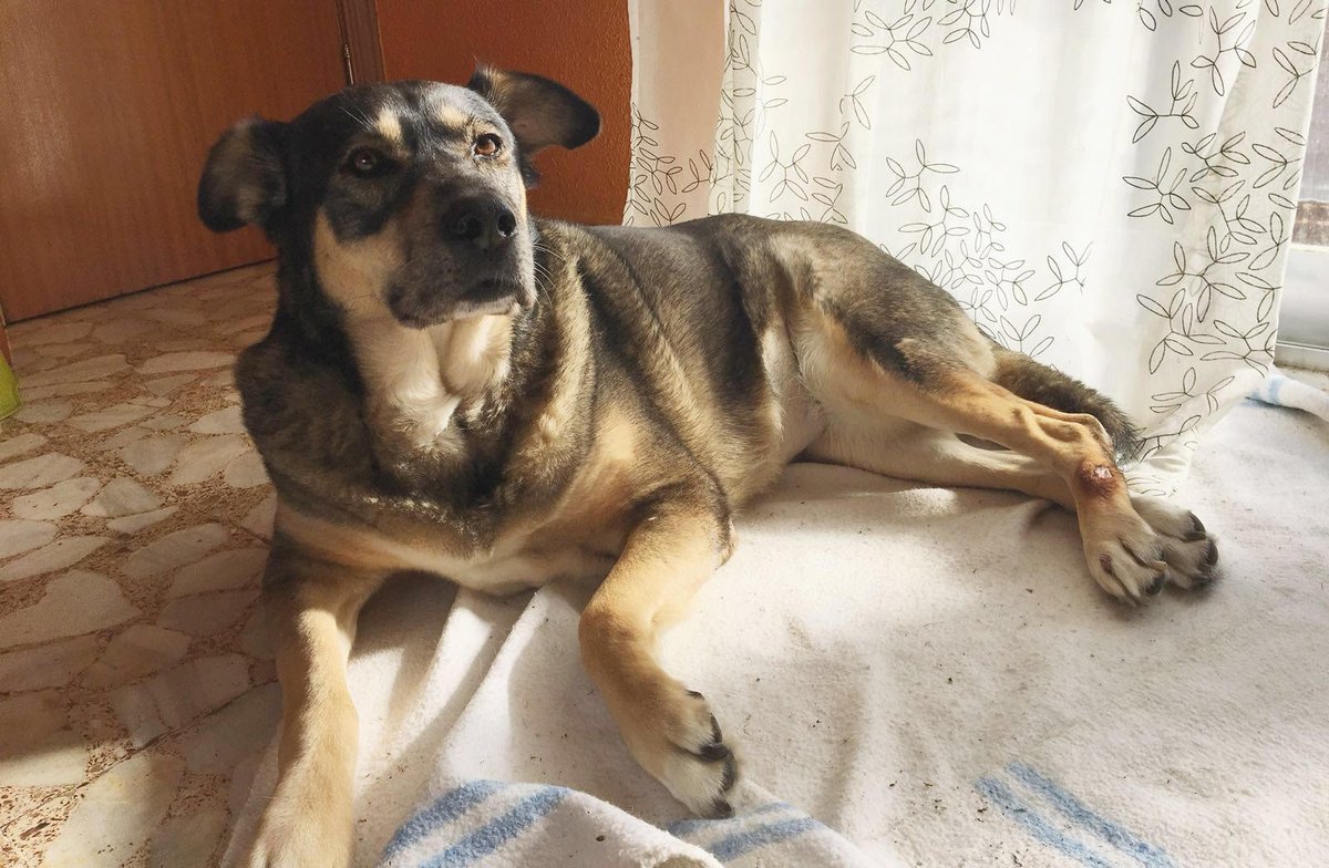 acunrorg's tweet photo. BRUMA es una mestiza de 8 años. Busca una familia definitiva. Es cariñosa, tranquila, divertida y sociable. Contacto: acunrmadrid@gmail.com https://t.co/HtxmJvr0Bh