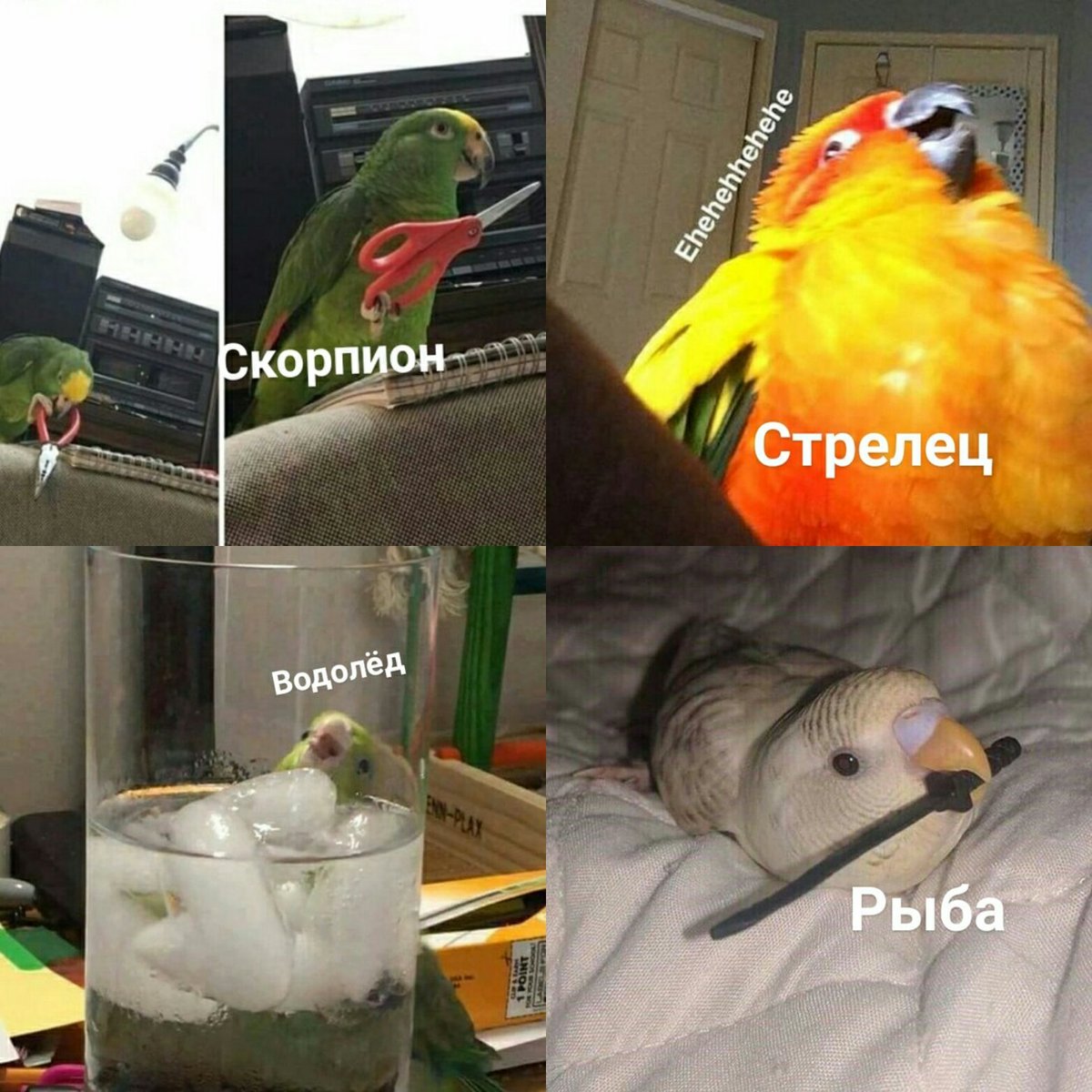 diaalexandrovna's tweet photo. а кто твой герой из попуг? https://t.co/XQUva6fxHH