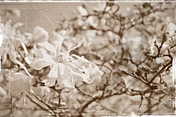 Sepia Magnolia Bloom Art Print by Sharon Popek buff.ly/2BdxML1 #thinkspring #minimagnolia #flowerbloom #flowerpower #flowerprints #art #wallart #homedecor #artprints #flowerphotography