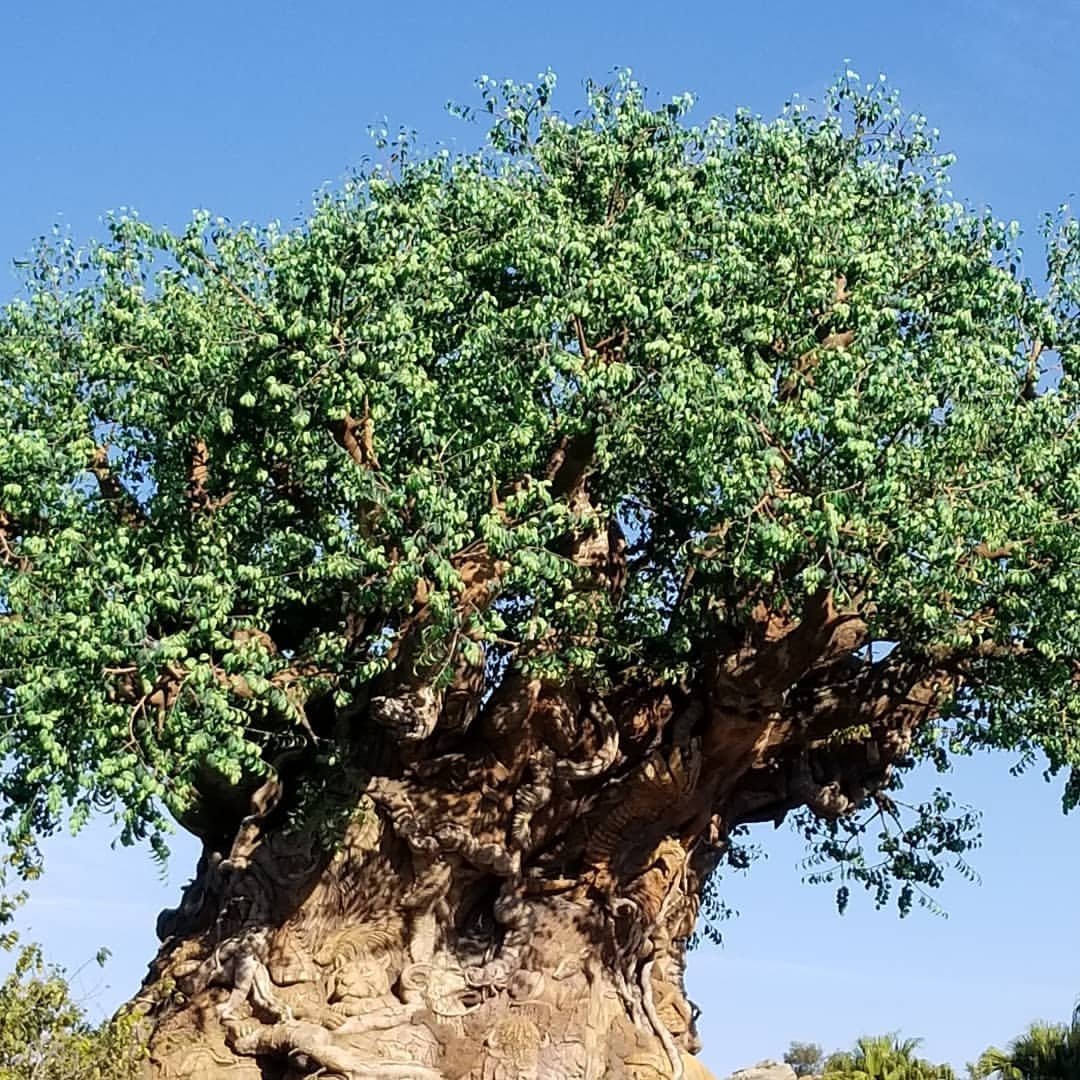 WandaHuertas's tweet image. Disney's Animal Kingdom💥🎄🎆❤🎅#DisneyTime ✈💥❤ 2018
#ChristmasVacation 🎅🎆🎄