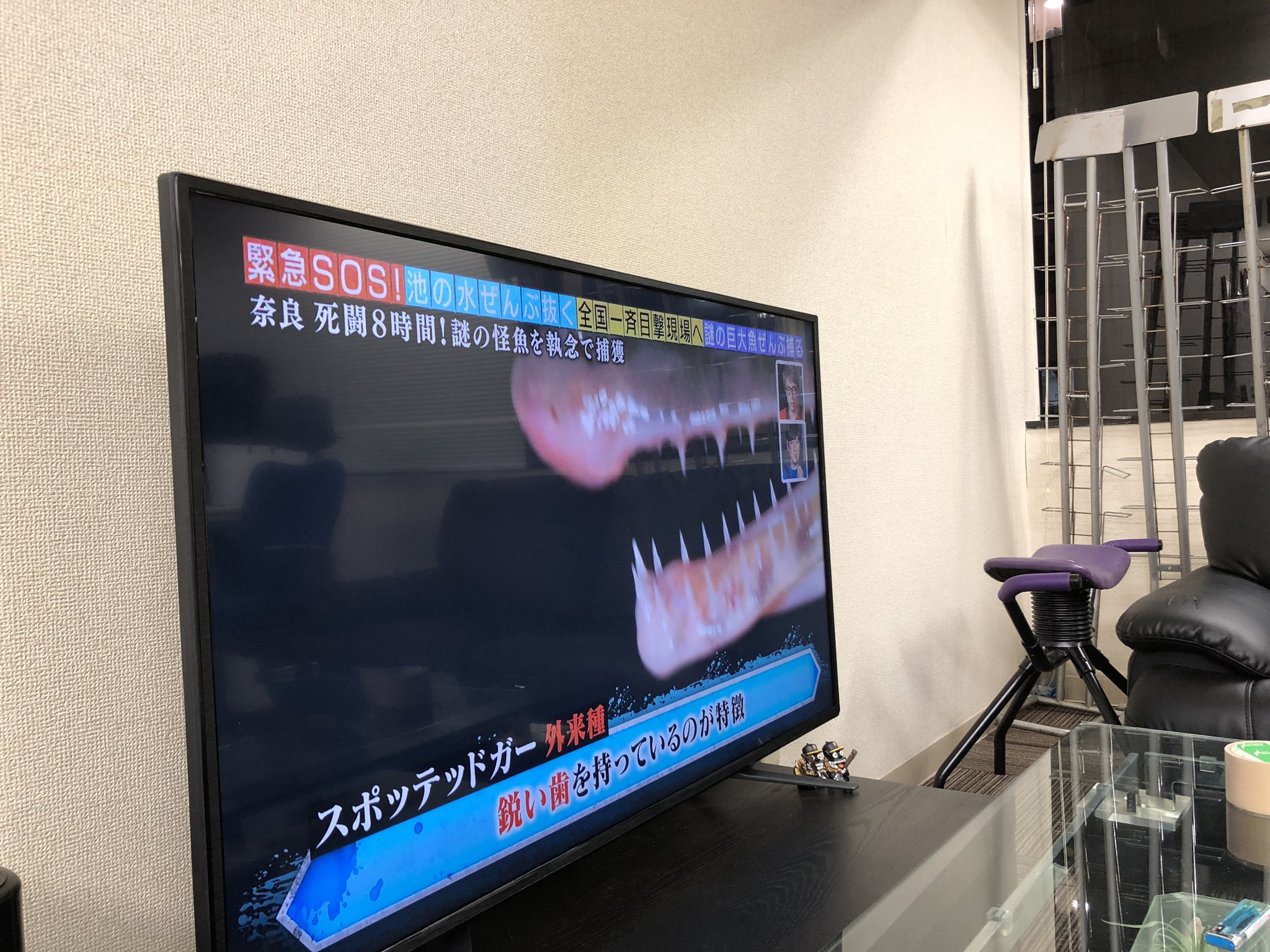飼育禁止 Twitter Search Twitter