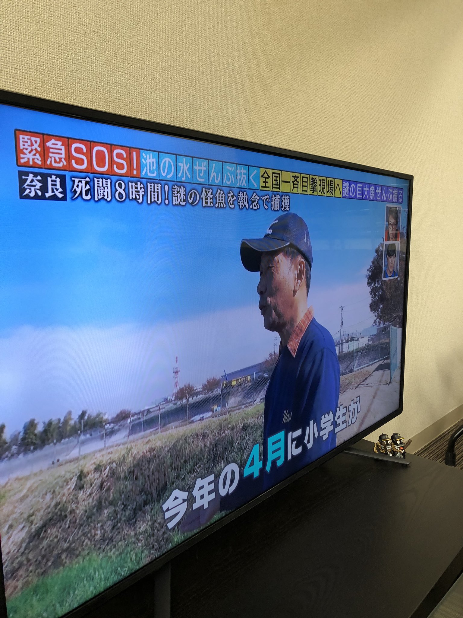 Shots Elkst 22 やば めっちゃ家の近所や 笑 アリゲーターガーおるらしいww 奈良 アリゲーターガー スポッテッドガー 飼育禁止 T Co F3gxxeskxh Twitter