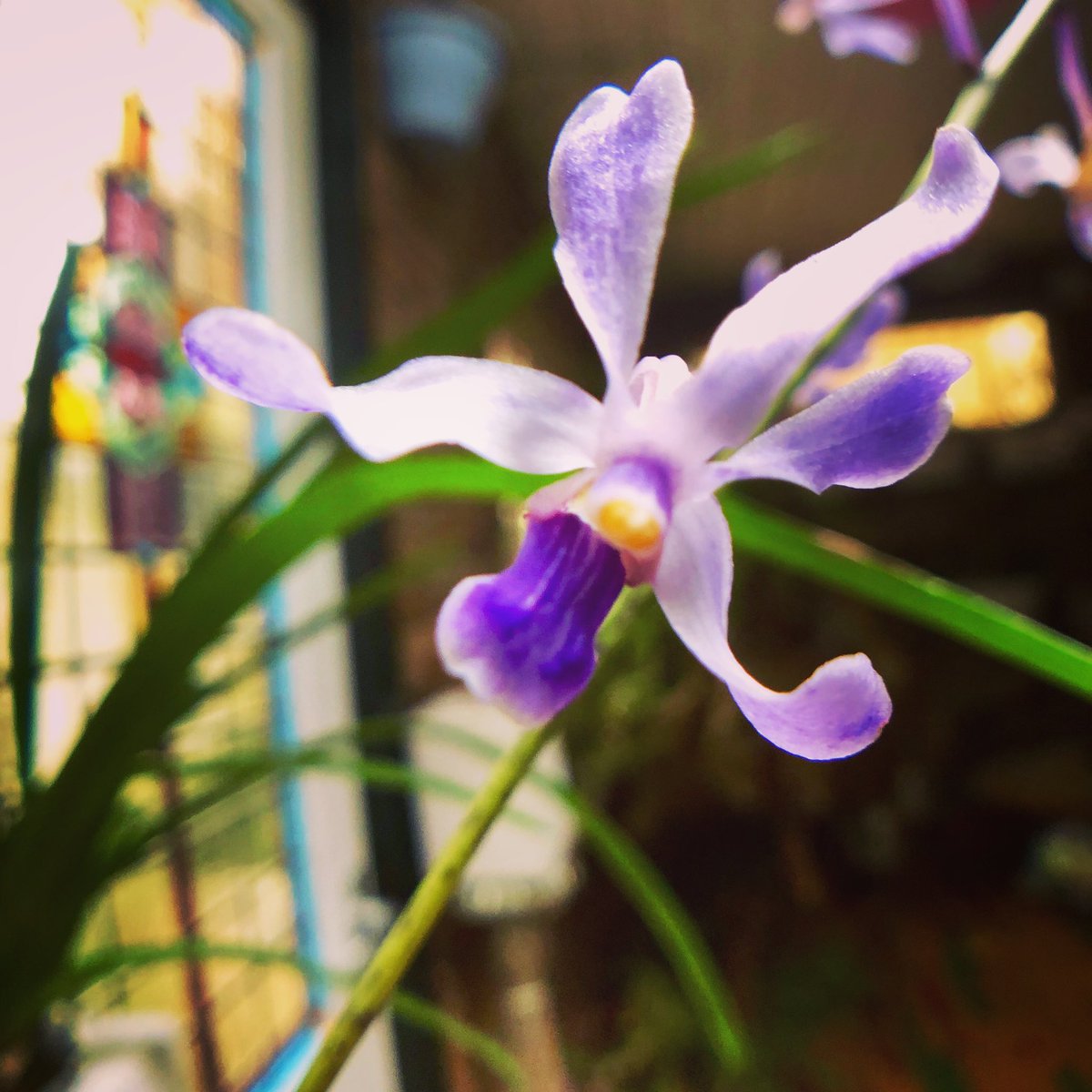 My Vanda! 💚 #orchid #orchidee #orchideeen #orchideeën #orchidée #orchideas #orchidej #orchides #flowers #flower #bloemen #myorchids #myorchid #nature #naturelovers #naturelover #plant #plants #plantstrong #plantsofinstagram #orchidsofinstagram #orchidofinstagram #orchidoftheday