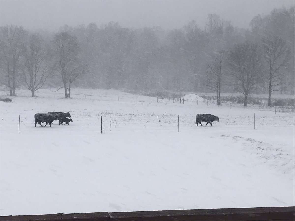 The cows are heading to the barn! Even they have already had enough of this winter storm. #Snowon2 #ncwinterstorm