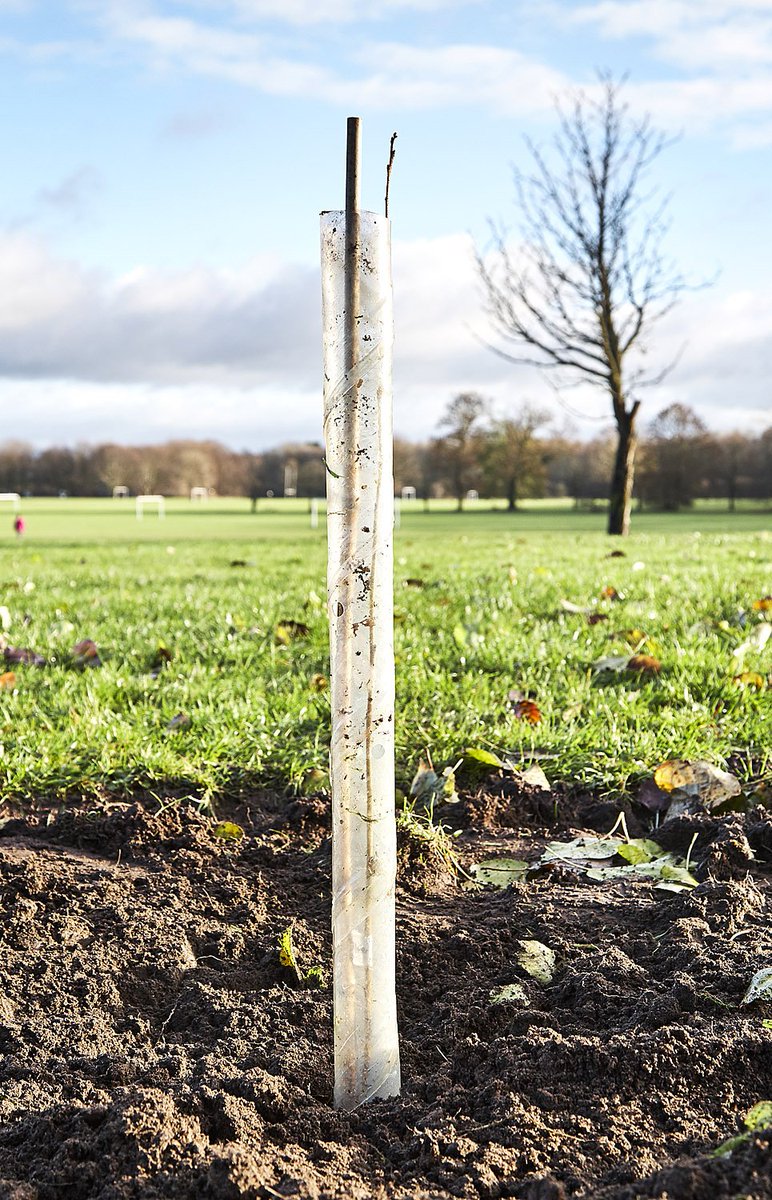 OurTurnMoss's tweet photo. From small twigs mighty silver birch and hazel grow ๐๐ฒ๐
This morning we met our local MP @KateGreenSU on Turn Moss for a bit of planting. Big thanks to Kate for donating the young trees from the Queens @woodlandtrust #CommonwealthCanopy project
https://t.co/TXNw4yVh31 https://t.co/xlZqwqCQsQ