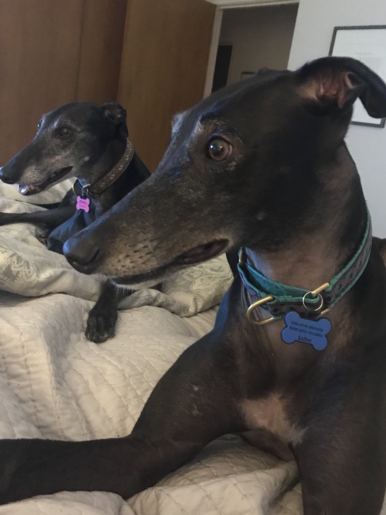 TiaJennifer's tweet photo. @GaltxOrg Joanie &amp; Jewel aren’t brindles but they luv hanging out together https://t.co/0jW02BntZQ