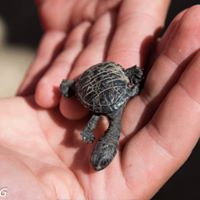 Ray Ingrey tweet media