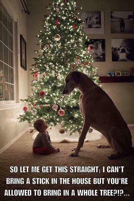 VinnieMacIsaac's tweet photo. Christmas Humor
#Christmas #ChristmasTree #ChristmasHumor #funny #4thedogs #laugh https://t.co/68dt3Lf8P9
