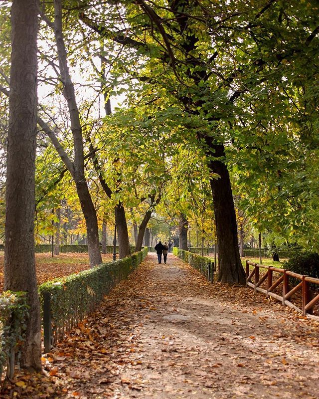 Catsumomo's tweet photo. Paseo de otoño 🍂 .
.
.
#canon500D #eos500D #canonespaña #canonstories #liveforthestory #otoño #otoñomadrid #autumn #igersmadrid #madrid_monumental #loves_madrid #ig_madrid_city #madrid #leaf #hoja #hojasdeotoño #coloresotoñales #retiro #parquedelreti… https://t.co/4qRs4G0Xvu https://t.co/8pOVF1AFxb