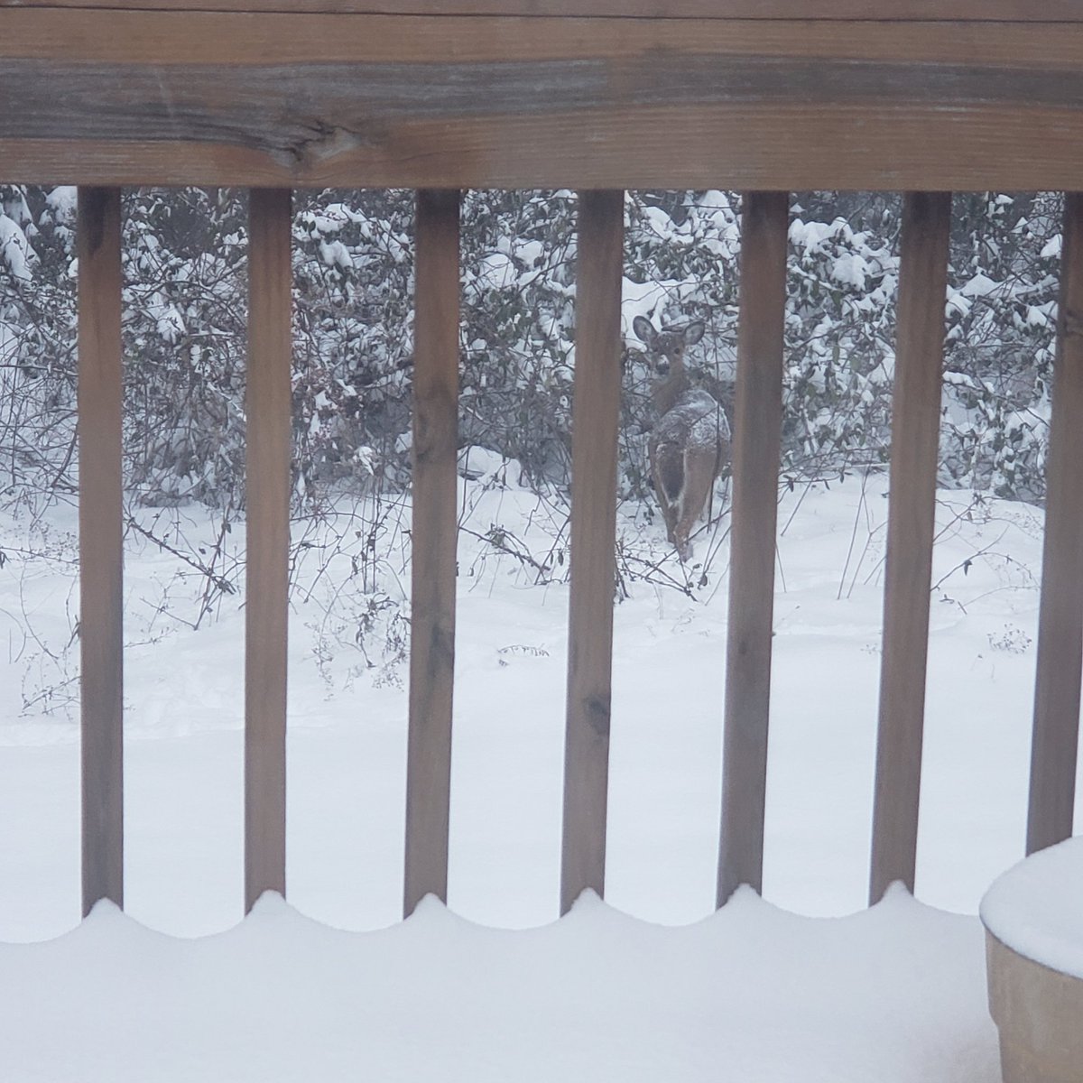 awisemannc's tweet image. See if you can spot the deer🦌? #southernsnow #ncwx