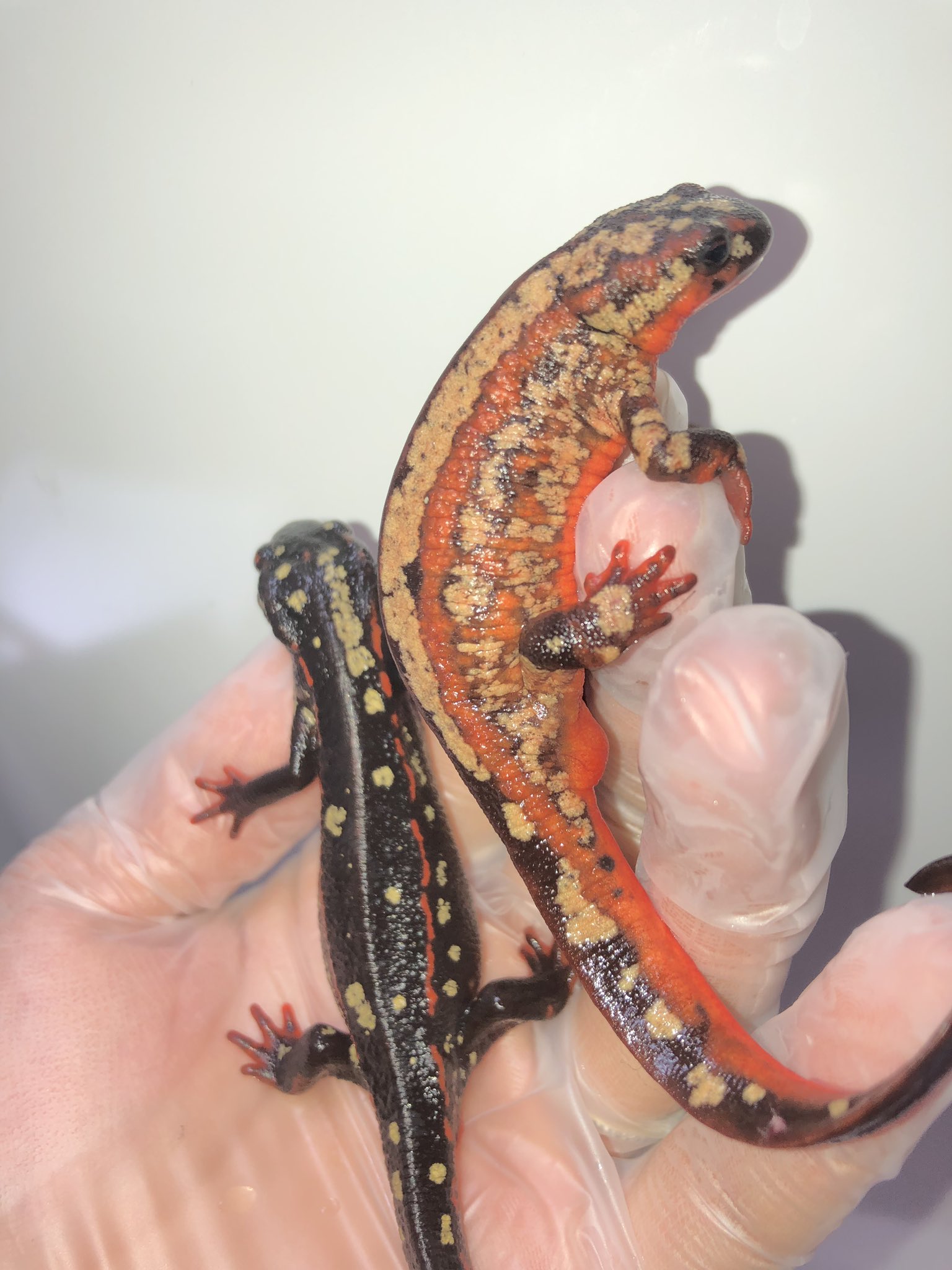 岸本ウラチ　シリケンイモリ　（しばらく出品ありません） Amazon.co.jp: 岸本ウラチ シリケンイモリ 魚 ヤマトビ 沖縄
