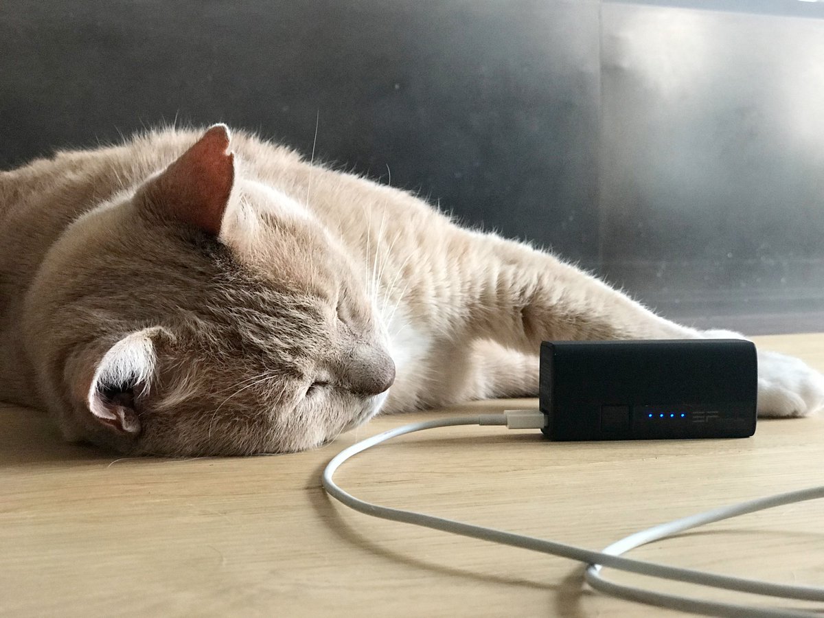 EcoFlowTech's tweet photo. Recharging has never been a better deal! Grab RIVER Rapid 40% OFF for you and the family this year (AKA the perfect stocking stuffer). Shop now: https://t.co/4Y4kSnk5Yy #RIVERRapid #CatsofTwitter #HolidayGiftGuide https://t.co/FiI9T6LjN9