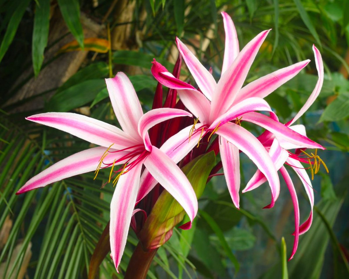 FarmerGracy's tweet photo. πThe amazing pink starburst blooms of Crinum 'Cintho Alfa' will be the jewel in the crown of your summer garden - what incredible beauties! Buy them here: https://t.co/Vl5Scd3H0X #crinums #gardens https://t.co/jpGZPVHW3m