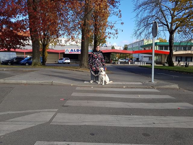 Chiens Guides IDF tweet media