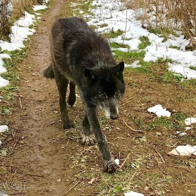 WolfSanctuaryPA's tweet photo. Akela ๐บ enjoying the last bits of snow โ๏ธ #pawolfsanctuary #wolfsanctuaryofpa #wolfsanctuarypa #lititz #discoverlancaster https://t.co/lav8qO0XuO https://t.co/FHMlwUVZLG