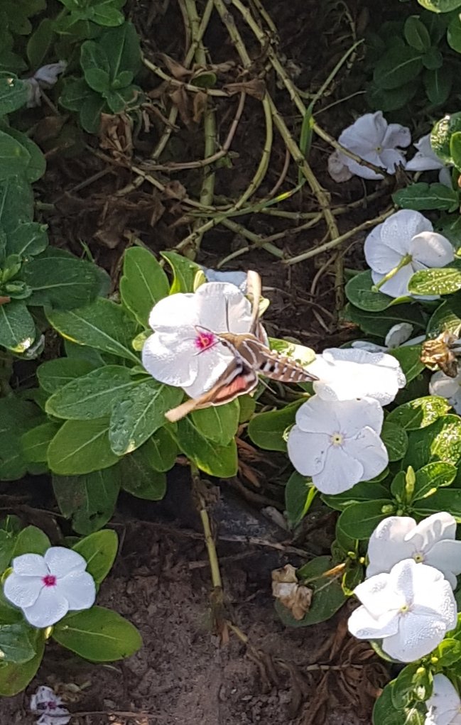SharjahBotanic1's tweet photo. Not great images I'm afraid, but nice to see a hawkmoth busy during a  early morning walk in Sharjah. https://t.co/jOcjK4zLmt