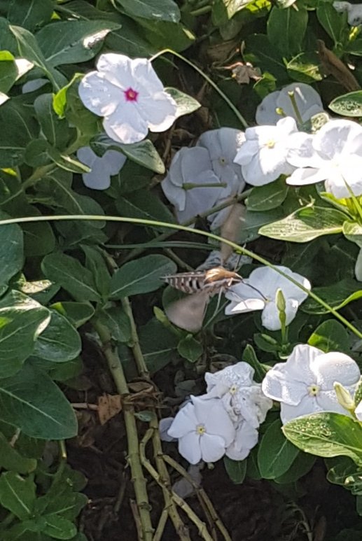 SharjahBotanic1's tweet photo. Not great images I'm afraid, but nice to see a hawkmoth busy during a  early morning walk in Sharjah. https://t.co/jOcjK4zLmt