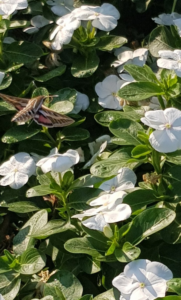 SharjahBotanic1's tweet photo. Not great images I'm afraid, but nice to see a hawkmoth busy during a  early morning walk in Sharjah. https://t.co/jOcjK4zLmt