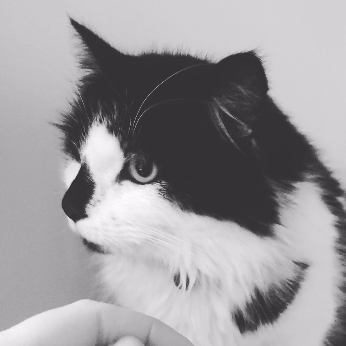 Cattery121's tweet photo. Hugo 🥰 https://t.co/3eLq5ZBhJJ