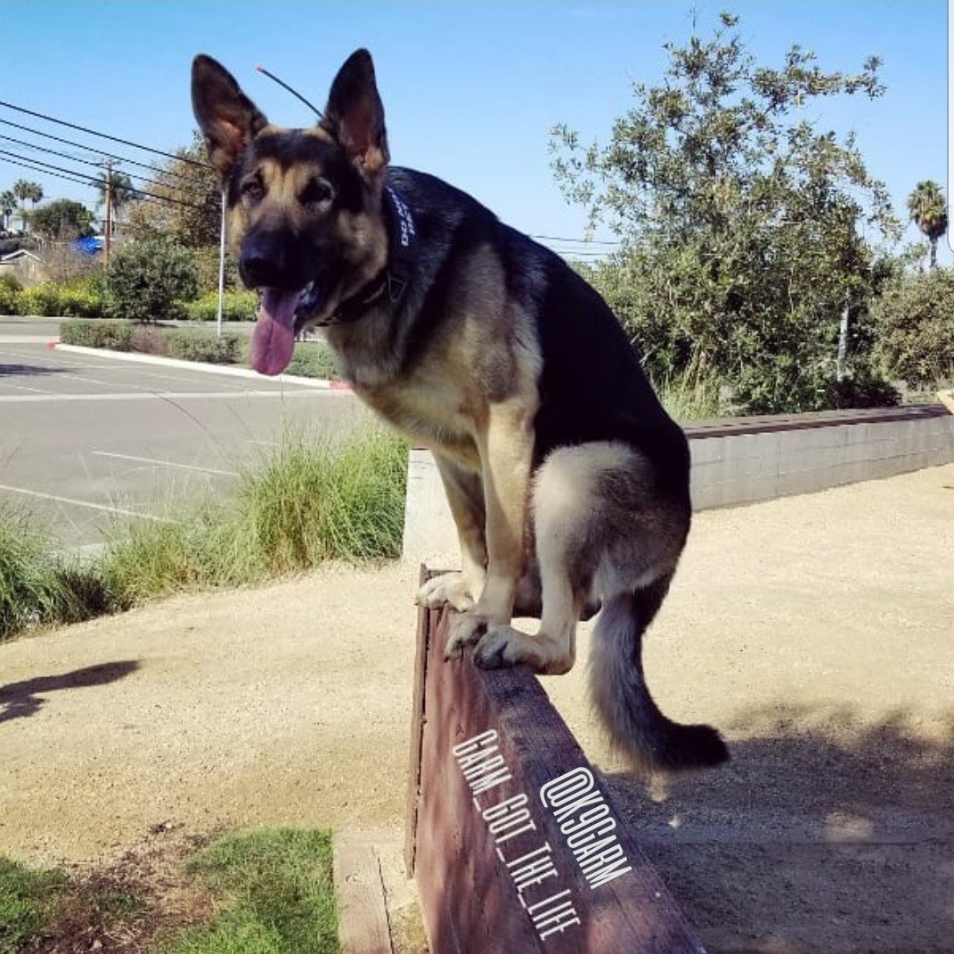 K9Garm's tweet photo. One more #BalancingAct for #fitdogfriday its amazing how quick and easily he can balance his big butt on a narrow surface like this https://t.co/wwPnFXq7q9