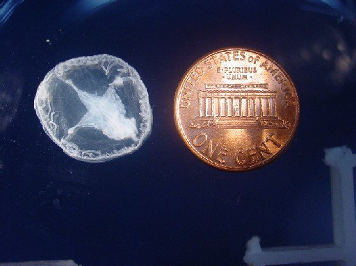 NHfishandgame's tweet photo. Freshwater jellyfish are about the size of a quarter and are translucent, but may appear white or green.  Due to their small size, they are not harmful to humans; only small fish and invertebrates are susceptible to their stings. Photo: USGS-M.Richerson #FridayCreatureFeature https://t.co/GIc4g4Eejt