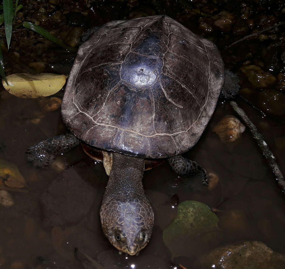 #Trinidad has 3 native #freshwater #Turtle species and this is the rarest or rarely seen of the 3! 

I was lucky to have spotted and photograph this *Mesoclemmys gibba* recently and easily makes my #herpetology #herpetofauna highlight of the year (so far)! 😁🐢