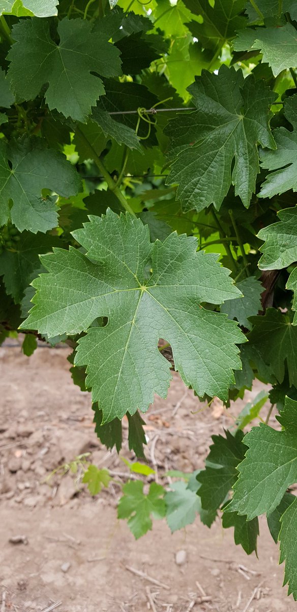 sbarros_'s tweet photo. Aquí les va otra. Una botella de vino para el primero que identifique la variedad. Les agrego el racimo para que sea más fácil. Recuerden, una respuesta por persona 😎 https://t.co/18UBuAx6F0