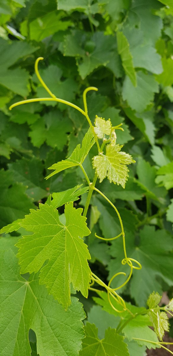 sbarros_'s tweet photo. Aquí les va otra. Una botella de vino para el primero que identifique la variedad. Les agrego el racimo para que sea más fácil. Recuerden, una respuesta por persona 😎 https://t.co/18UBuAx6F0
