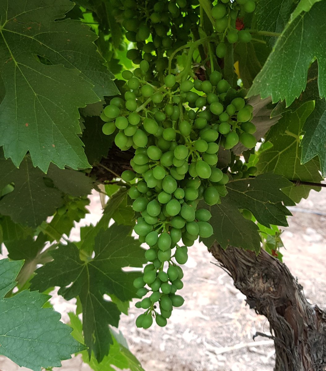 Aquí les va otra. Una botella de vino para el primero que identifique la variedad. Les agrego el racimo para que sea más fácil. Recuerden, una respuesta por persona 😎