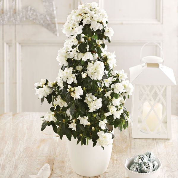 Today's Christmas Giveaway is this wonderful Azalea Christmas Tree. Ready decorated with lovely white blossoms, it makes a great gift - either to yourself or to a friend or relation! Just like and RT for a chance to win and we'll announce the winner on Monday #ChristmasGiveaway