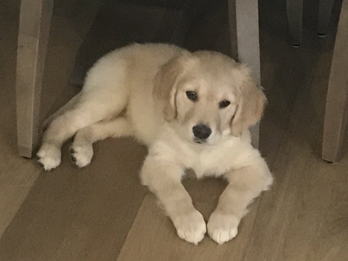 carla_slp's tweet image. This is Penny. She ❤️ everybody. 🐶