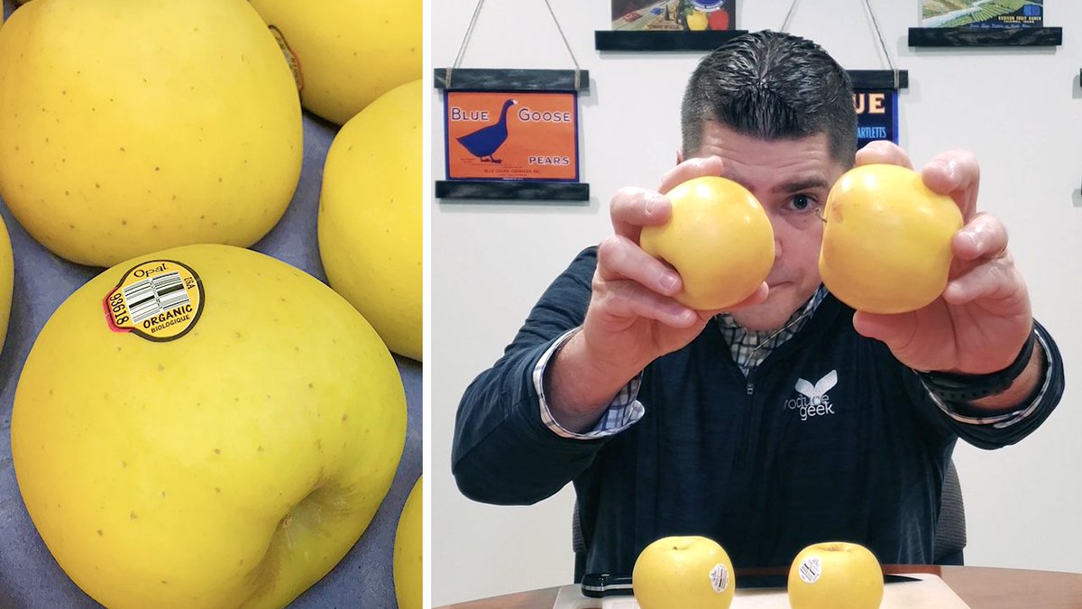 OrganicPG's tweet photo. NEW VIDEO - Opal Apples? Let’s take a closer look at an apple variety that we think you’ll like! https://t.co/kjBevOc51X https://t.co/rKQOO5mhZp