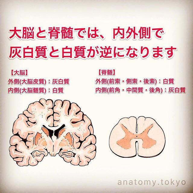 大脳皮質 (外側)は (A. ) 、大脳髄質 (内側) は (B. ) でできている