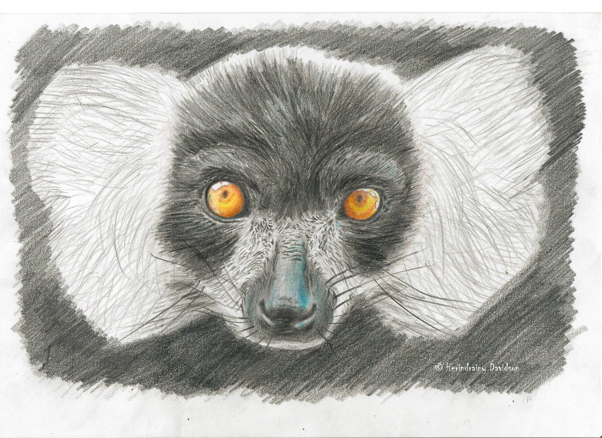 LemursPortal's tweet photo. Hello! Je suis Varecia. Je suis mignon non? Je suis parmi les 112 espèces de lémurien endémique à Madagascar. Mais nous sommes en danger à cause de la destruction de notre habitat. Aidez nous SVP
Visitez ce lien pour plus d’information les amis: https://t.co/ZEEyZnw6VL
 Merci! https://t.co/QsNLAjGgkj