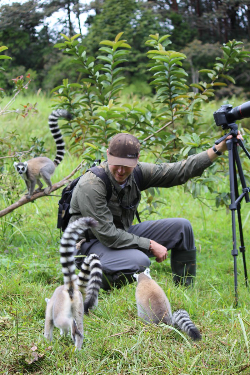 TheSharkDoctor's tweet photo. While filming #chameleons in #madagascar, I got a few curious visitors...I was not disappointed by the distraction.
#lemurs #ringtailed #vakona #andasibe #conservation #reserve #naturereserve #mammal #photography #canon https://t.co/5WIyr1uJjH