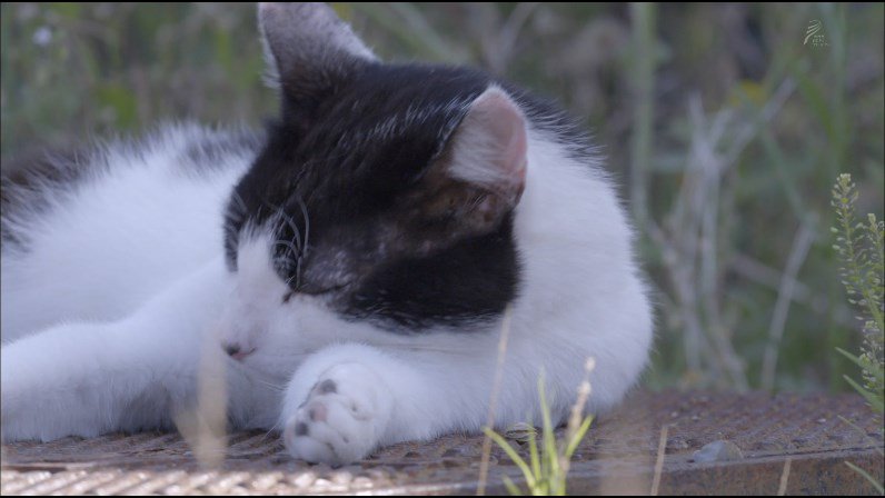 岩合光昭の世界ネコ歩き スペイン バスク地方 裏切り者と貢ぐおじさん 岩合さんの猫語披露 ワイナリーの鼻ぺちゃ 世界ネコ歩き 2ページ目 Togetter
