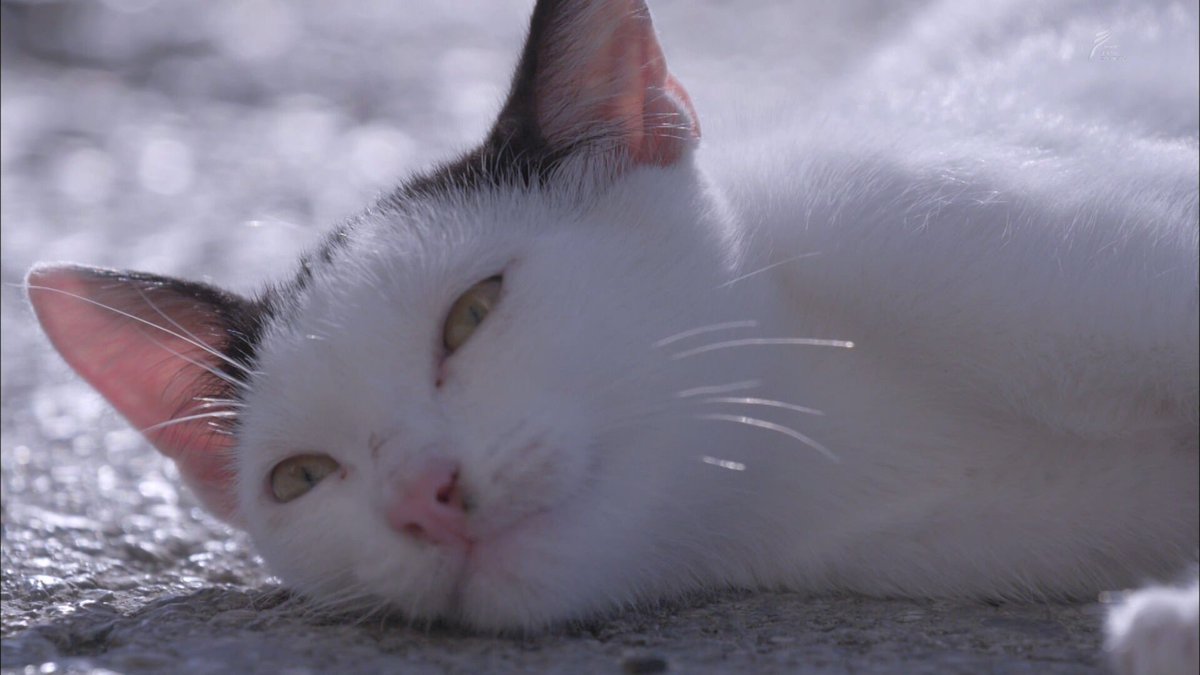 岩合光昭の世界ネコ歩き スペイン バスク地方 裏切り者と貢ぐおじさん 岩合さんの猫語披露 ワイナリーの鼻ぺちゃ 世界ネコ歩き 2ページ目 Togetter