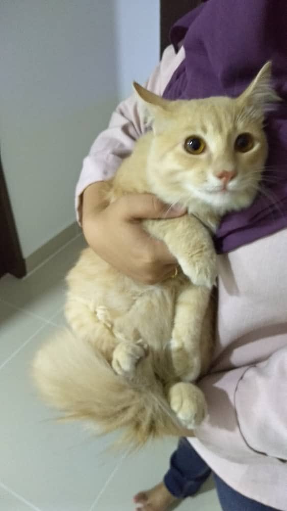60+ Gambar Rumah Cat Apricot Gratis Terbaik