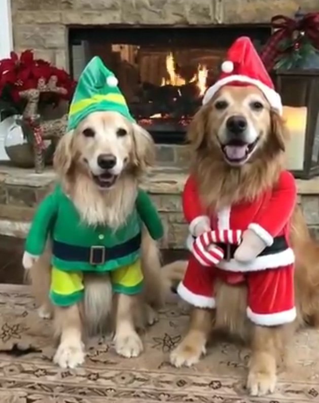 A listener sent us a photo of their dogs all ready to experience <a href="/UnionvilleInfo/">Main Street Unionville</a> this weekend! #christmascheer #unionvilleMainStreet #ChristmasInUnionville