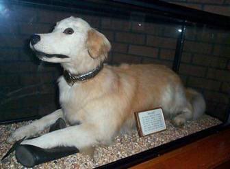 AndrewCarson17's tweet photo. The Museum will be open this Sunday the 9th or December 12:00-16:00 come along and see Wallace the fire dog #letsmakewallacefamous @scotfire_glasgo @JohnCairns55 https://t.co/Mv75QkA6LB