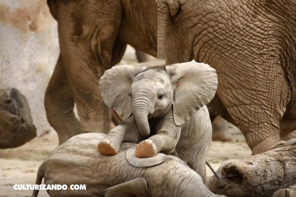 TaxisLibres4's tweet photo. #SabíasQue el elefante es el único animal que no puede saltar? Se trata del animal terrestre más pesado que existe en la naturaleza por lo que no es raro que su tamaño se lo impida. Pesa alrededor de 16 mil libras y se le hace imposible levantar las cuatro patas a la vez. https://t.co/sL1F91taq0
