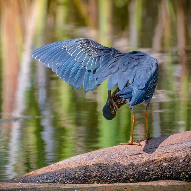 JenGoellnitz's tweet photo. Checking for take off. 😂 ... #greenheron #ohiogram #birdsofinstagram #naturephotography #birdwatching #bird #ohionature #nature #birdphotography #ohio #bird_lovers #naturelovers #nature_good #wildlifephotography #wing #heron #birder #birdlife #noteas… https://t.co/wNQAo36t8s https://t.co/mevSkaGieo