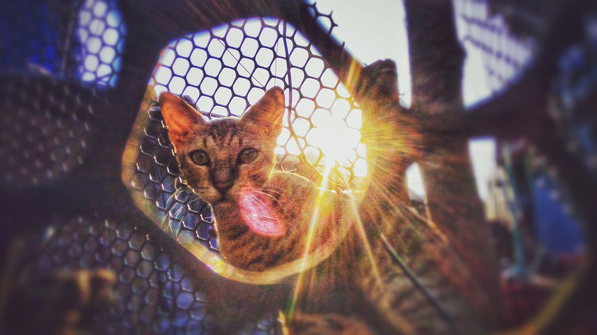 AnandRohimal1's tweet photo. Mewww #cat #catlover #twiter
nst #instagram #maharastradiaries #mumbai_uncensored #mumbai #maharashtra_ig #dslrofficial #natgeo #colourofindia #dpeginsta #natgeotravellerindia #shoottheframe #photojunction #halla_photo_contest #thephotosociety #photofieteam #indiapictures #indian https://t.co/qNNXNyR5Th