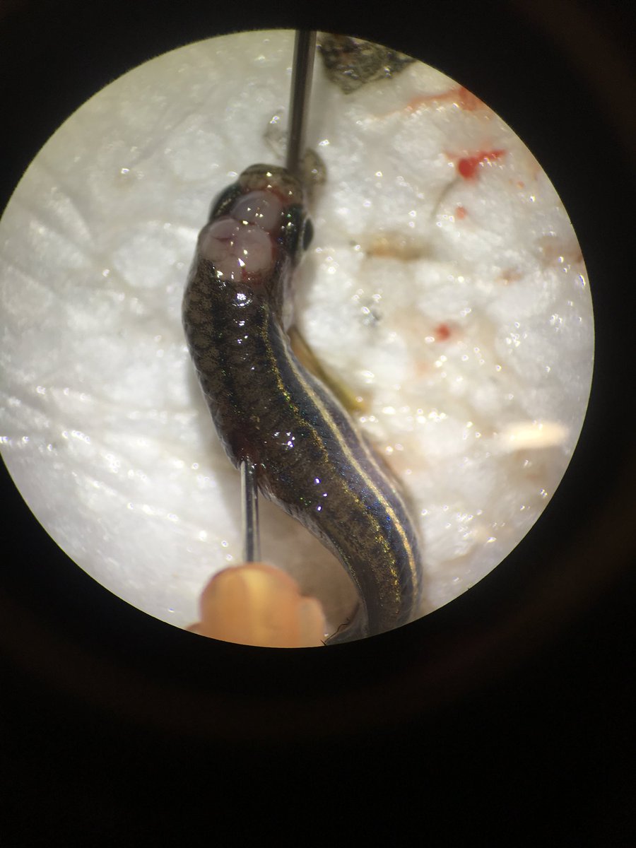 LaurenNadler's tweet photo. Spending this fine snowy Friday practicing dissecting zebrafish #brains! #hypothalamus #telencephalon #olfactorybulb #optictectum #brainstem #lifeofapostdoc https://t.co/LLSCK7rtyv