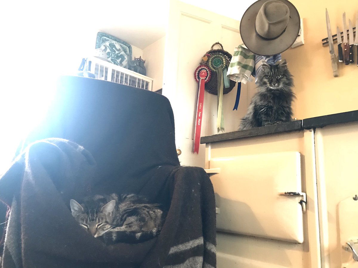 Shepherd Cat on Twitter "I would like to inform you about how our home