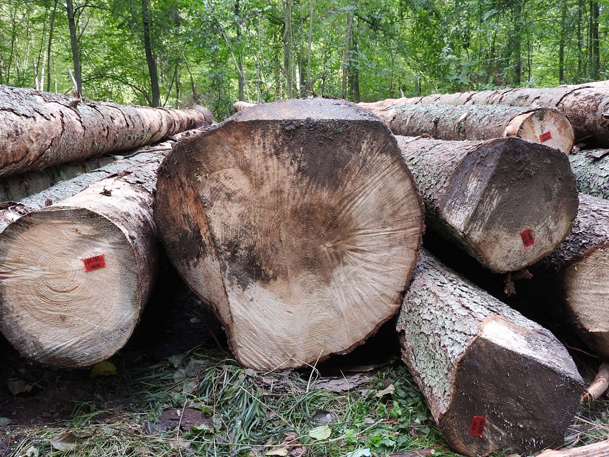 PracowniaBystra's tweet image. 12 000 ha of Forest Carbon Farms to store 1 mln tons of CO2 in 30 years #OstrołękaC power plant to emit 6 mln tons a year, Poland's annual emissions: 322 mln tons It's all corporate greenwash, this is what #StateForests climate and forest "protection" looks like ⬇️#COP24 #climate