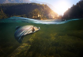 georgeschips's tweet photo. Q. What do you call a fish that floats on the surface?
A. Bob! https://t.co/h8OT3VCMFu