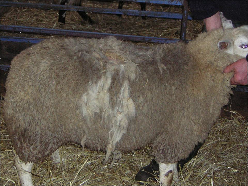 APHAgovuk's tweet image. Read our latest Science blog about our work with #sheepfarmers to research #sheepscab. Why is there so much trouble controlling it? Is it resistance to treatment or something else? #Sheep @NationalSheep aphascience.blog.gov.uk/2018/12/04/she…