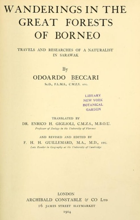 AnneDubearnes's tweet photo. Found while browsing @BioDivLibrary for info on Beccari's travels in #Borneo: "the end of the Bornean forest is not as yet within sight" "nature needs something more than a generation to get out of date". In 1904, #forest and "primeval groves" were forever. If only. #conservation https://t.co/6lzUXAOdcU
