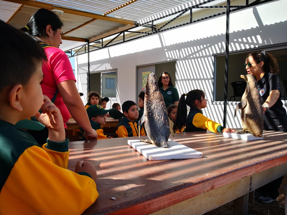 CREA_UANTOF's tweet photo. Recibimos la visita de los niños y niñas de la escuelita de párvulos Marcela Paz en nuestro Centro de Rescate y Rehabilitación de Fauna Silvestre de Antofagasta, los pequeños están aprendiendo sobre cetáceos, tortugas, aves y mamíferos mientras recorren curiosos el centro. https://t.co/QgsaPsF7B8